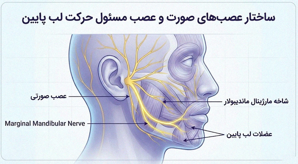 اینفوگرافیک آناتومی عصب‌های صورت و محل عبور عصب مارژینال ماندیبولار